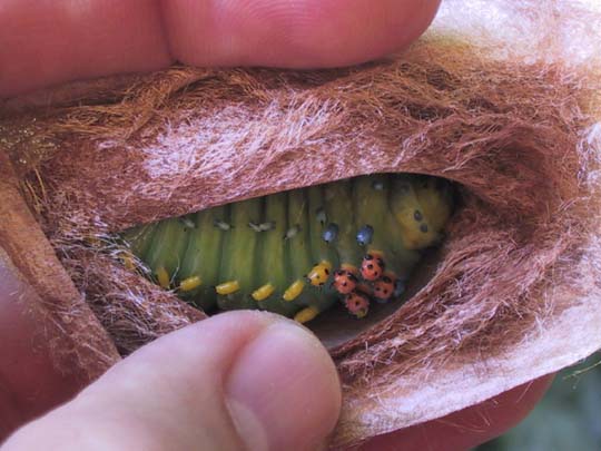 cecropiaprepupa1.jpg